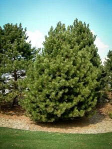 Сосна Чёрная (Pinus Nigra) купить по цене от 270.00р. в интернет-магазине «Посадика» с доставкой почтой в в Зубцове и по всей России – [изображение №1].