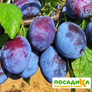 Слива Чачакская ранняя купить по цене от 229.00р. в интернет-магазине «Посадика» с доставкой почтой в в Зубцове и по всей России – [изображение №1].