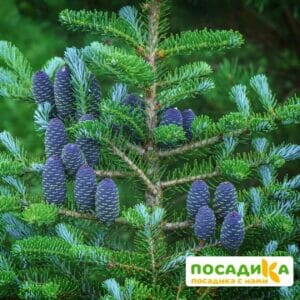 Пихта корейская (Abies koreana) купить по цене от 450.00р. в интернет-магазине «Посадика» с доставкой почтой в в Зубцове и по всей России – [изображение №1].