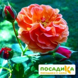 Роза Арабия купить по цене от 350.00р. в интернет-магазине «Посадика» с доставкой почтой в в Зубцове и по всей России – [изображение №1].