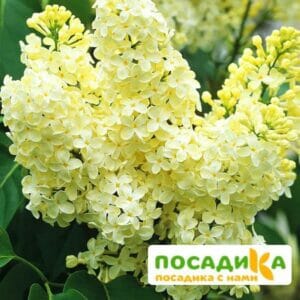 Сирень Примроуз (Primrose) купить по цене от 529.00р. в интернет-магазине «Посадика» с доставкой почтой в в Зубцове и по всей России – [изображение №1].