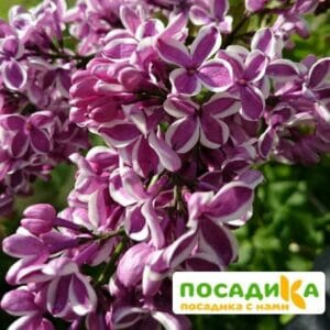 Сирень Сенсация купить по цене от 529.00р. в интернет-магазине «Посадика» с доставкой почтой в в Зубцове и по всей России – [изображение №1].