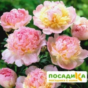 Пион Распберри Сандей (Paeonia Raspberry Sundae) купить по цене от 959р. в интернет-магазине «Посадика» с доставкой почтой в в Зубцове и по всей России – [изображение №1].