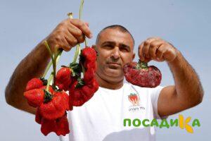 Клубника Гигант Джорнея купить по цене от 266р. в интернет-магазине «Посадика» с доставкой почтой в в Зубцове и по всей России – [изображение №1].