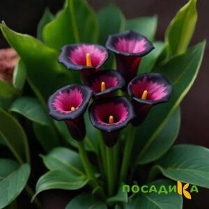 Калла Аура Лейс купить по цене от 400р. в интернет-магазине «Посадика» с доставкой почтой в в Зубцове и по всей России – [изображение №1].