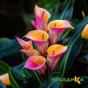 Калла Оникс купить по цене от 450р. в интернет-магазине «Посадика» с доставкой почтой в в Зубцове и по всей России – [изображение №1].
