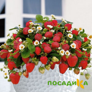 Клубника Рубиновый Шепот (горшечная) купить по цене от 240р. в интернет-магазине «Посадика» с доставкой почтой в в Зубцове и по всей России – [изображение №1].