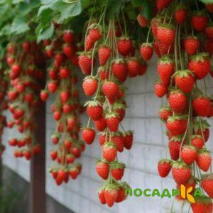 Клубника вьющаяся Комплимент купить по цене от 470р. в интернет-магазине «Посадика» с доставкой почтой в в Зубцове и по всей России – [изображение №1].