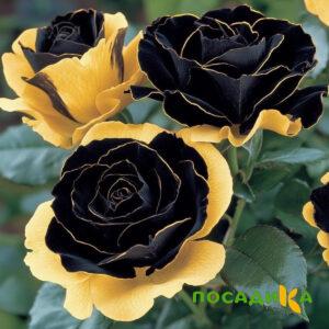 Роза Ханни Сикл купить по цене от 700р. в интернет-магазине «Посадика» с доставкой почтой в в Зубцове и по всей России – [изображение №1].