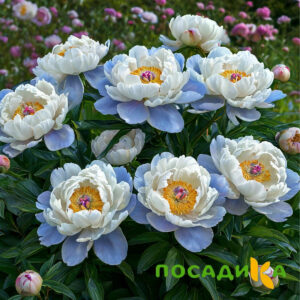 Пион акварельный Этюд купить по цене от 806р. в интернет-магазине «Посадика» с доставкой почтой в в Зубцове и по всей России – [изображение №1].