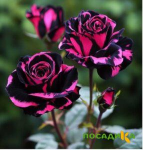 Роза Багровый Шепот купить по цене от 366р. в интернет-магазине «Посадика» с доставкой почтой в в Зубцове и по всей России – [изображение №1].