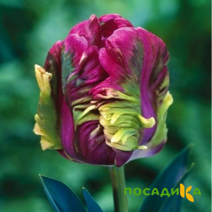 Тюльпан Экзотик Хэвен купить по цене от 186р. в интернет-магазине «Посадика» с доставкой почтой в в Зубцове и по всей России – [изображение №1].